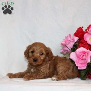 Moose, Mini Goldendoodle Puppy